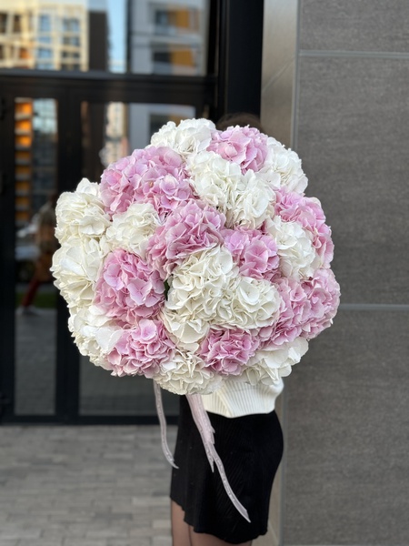 23 гортензии